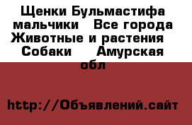 Щенки Бульмастифа мальчики - Все города Животные и растения » Собаки   . Амурская обл.